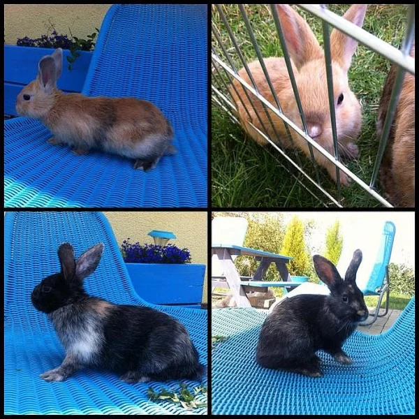 Nabízím králičí mláďata