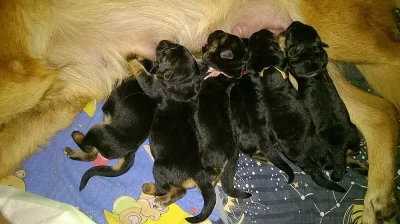 Štěňátka německého ovčáka s PP