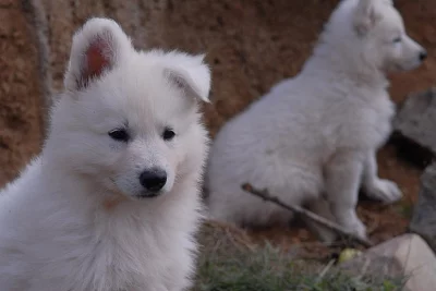 Bílý švýcarský ovčák