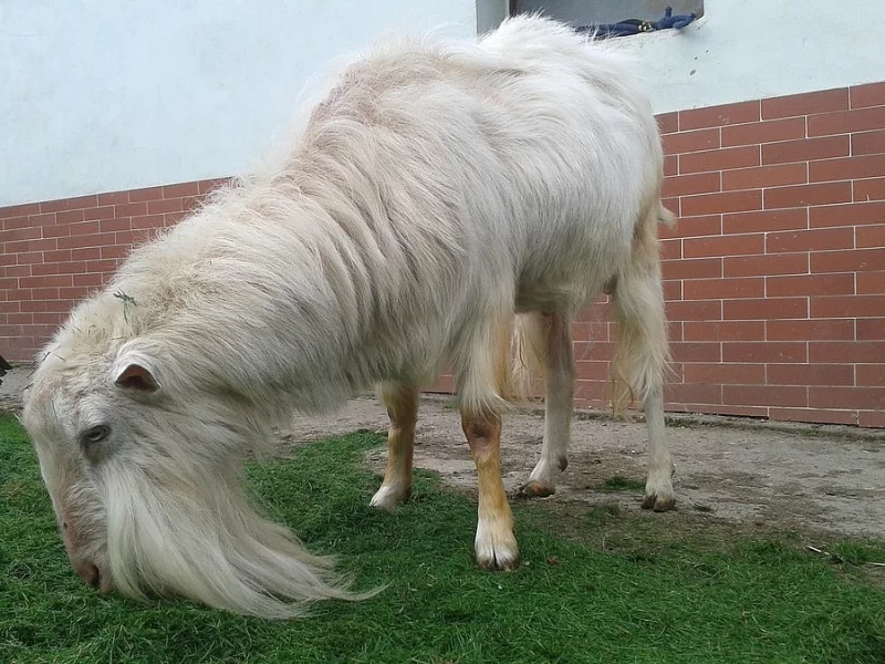 Daruji kozu a kozla do dobrých rukou