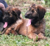 Briard plavá štěňata