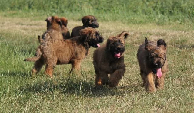 Briard plavá štěňata