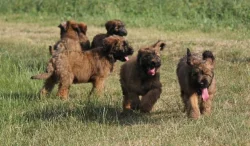 Briard plavá štěňata