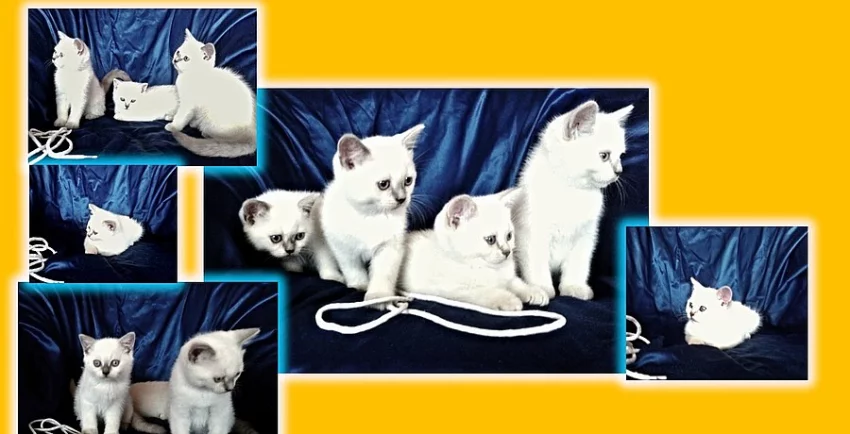 Britská koťátka- Color point