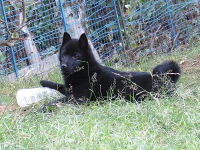 štěňátko plemene šiperka