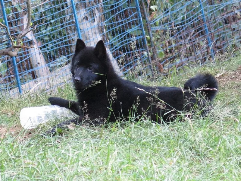 štěňátko plemene šiperka