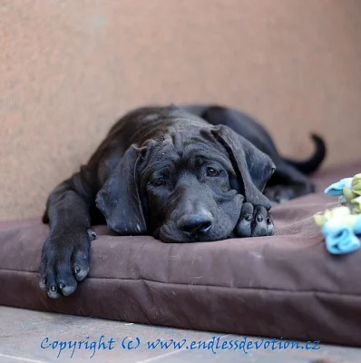 TOSA INU (Japonská doga) pejsek s PP top kvality k odběru