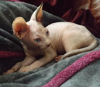 Kočička sphynx s Pp