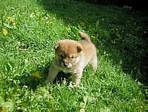 Prodám štěňátka Shiba Inu s PP