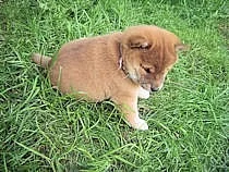 Prodám štěňátka Shiba Inu s PP