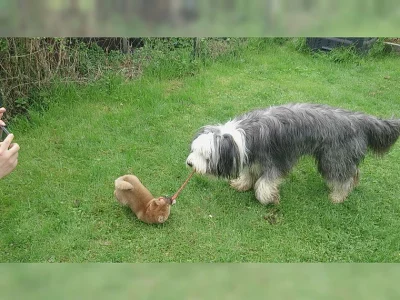 Prodám štěňátka Shiba Inu s PP