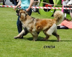 Krásných štěňátek Leonberger s PP