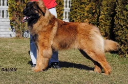 Krásných štěňátek Leonberger s PP