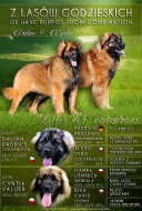Krásných štěňátek Leonberger s PP