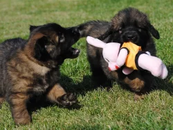Krásných štěňátek Leonberger s PP