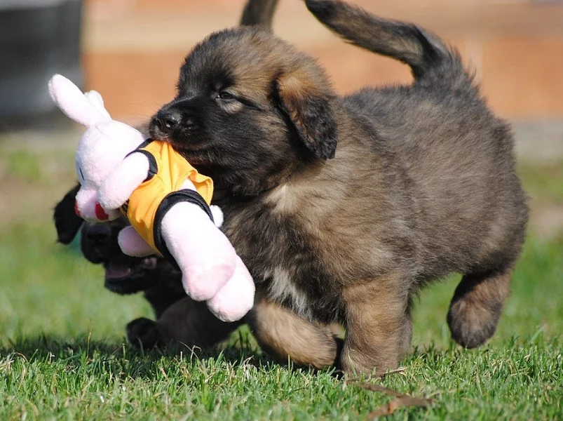 Krásných štěňátek Leonberger s PP