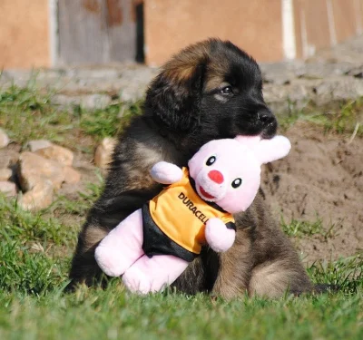 Krásných štěňátek Leonberger s PP