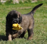 Krásných štěňátek Leonberger s PP
