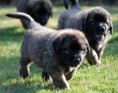 Krásných štěňátek Leonberger s PP