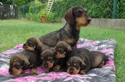 Jezevčík drsn. standard - štěňata