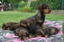 Jezevčík drsn. standard - štěňata