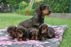 Jezevčík drsn. standard - štěňata