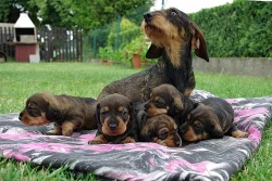 Jezevčík drsn. standard - štěňata