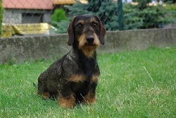 Jezevčík drsn. standard - štěňata