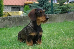 Jezevčík drsn. standard - štěňata