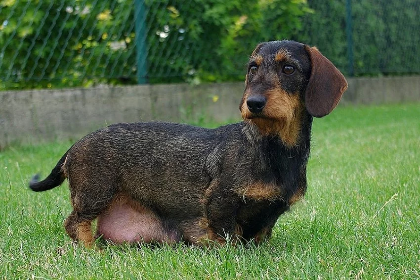 Jezevčík drsn. standard - štěňata