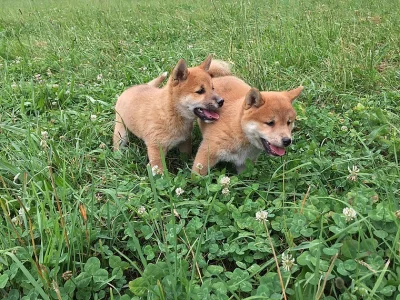 Prodám štěně Shiba inu Fenka