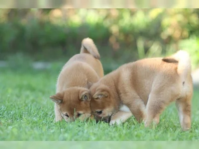 Prodám štěně Shiba inu Fenka