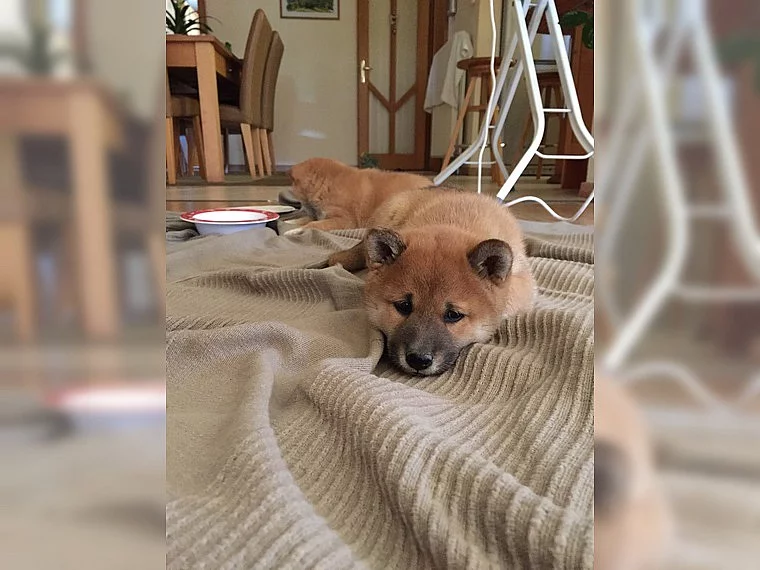 Prodám štěně Shiba inu Fenka
