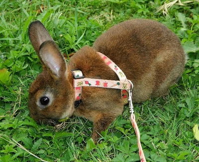 miloučká mazlivá zakrslá krátkouchá rexinka s VP WOT