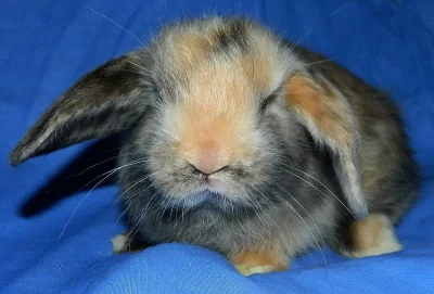 zakrslý beránek saténový WOT s VP