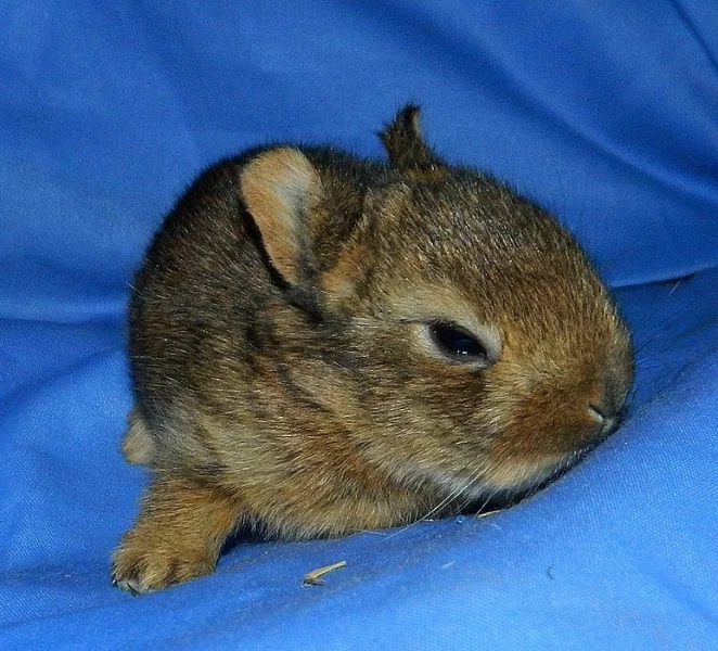 zakrslí králíčci s rex genem