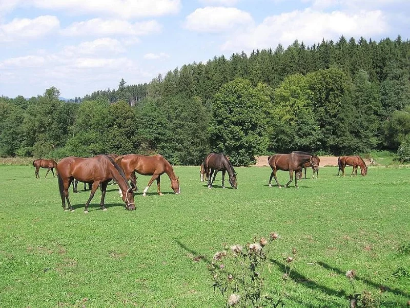 jízda na koni pro děti a dospělé