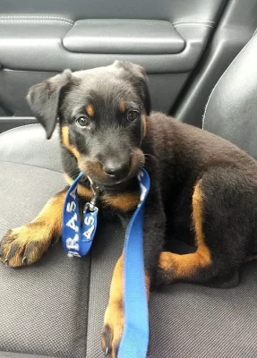Prodám štěně Beaucerona
