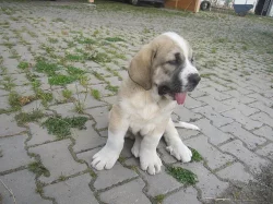 Krásná štěňata španělského mastina