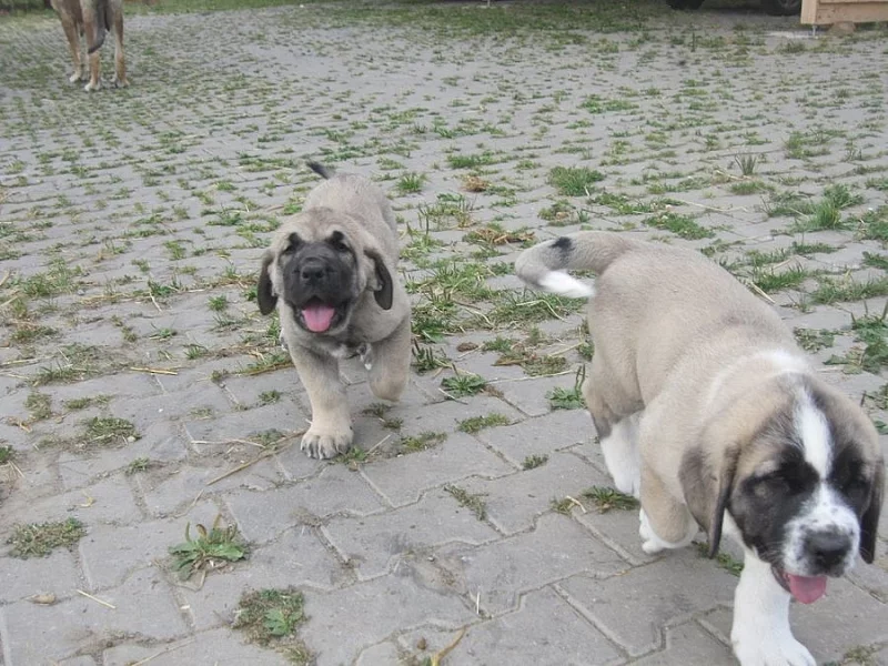 Krásná štěňata španělského mastina