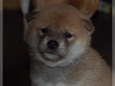 Shiba-Inu na prodej s PP