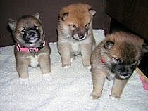 Shiba-Inu na prodej s PP