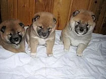 Shiba-Inu na prodej s PP