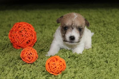Jack Russell terier štěňátka s PP