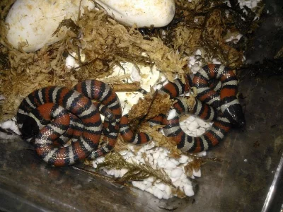 Korálovky lampropeltis ruthveni NZ 2015