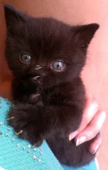 Britská koťátka bez PP