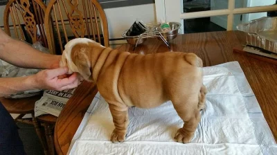 Bulldog Štěňata