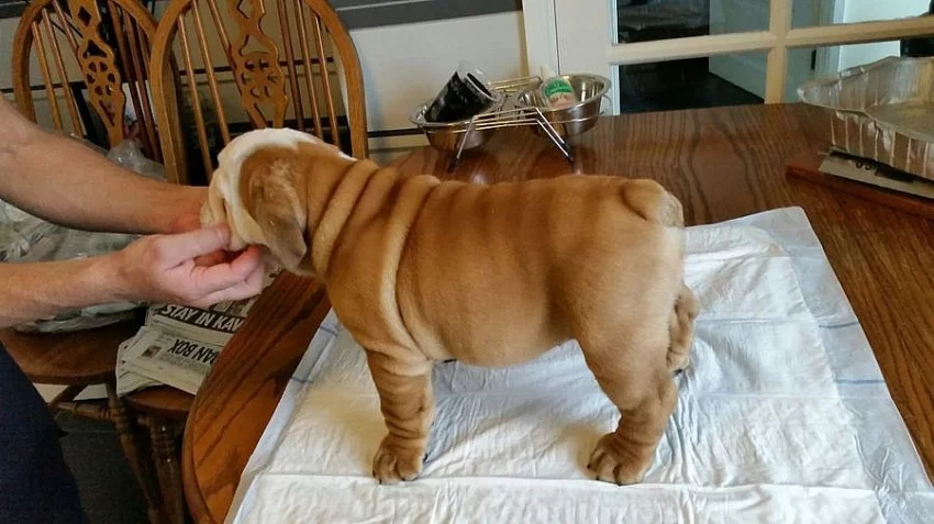 Bulldog Štěňata
