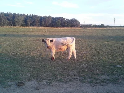 PRODÁM BÝČKA GALLOWAY