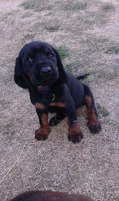 Štěňata Bavorského barváře